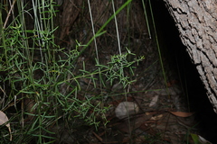 Westringia eremicola, photograph (c) Greg Tasney, some rights reserved (CC BY-SA)