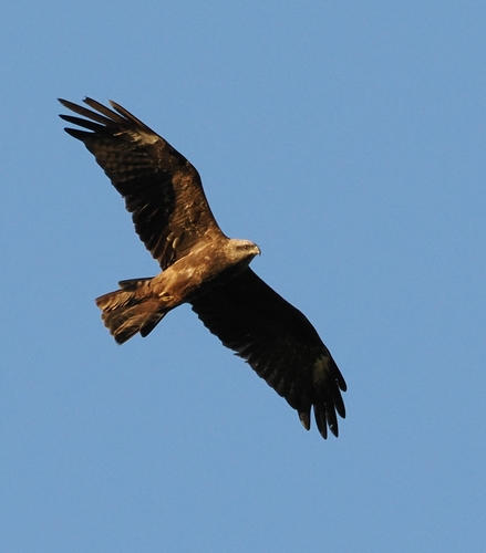 Black Kite