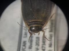 Acilius semisulcatus