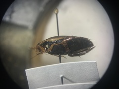 Acilius semisulcatus