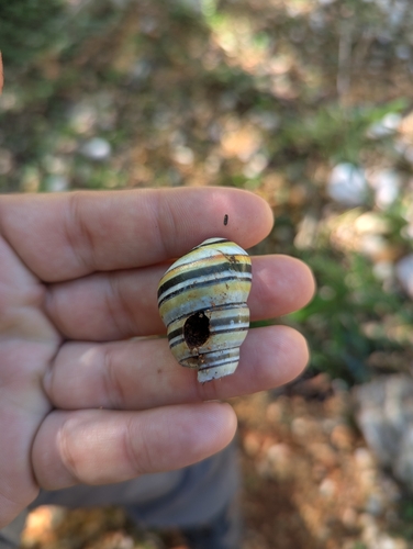 Liguus virgineus, 2026-01-17