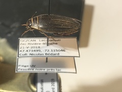 Acilius semisulcatus