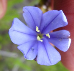 Aristea racemosa