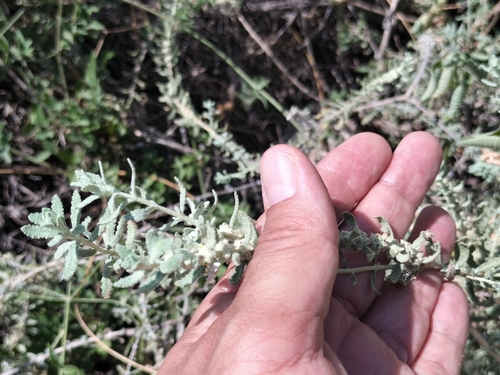 escobilla