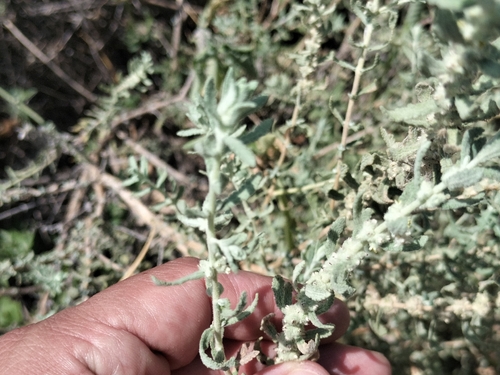 Buddleja scordioides, photograph 6