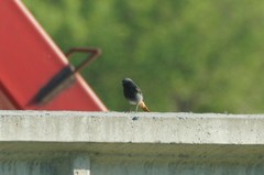 Phoenicurus ochruros gibraltariensis
