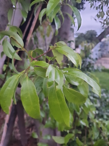Cinnamomum verum observed 2026-09-05