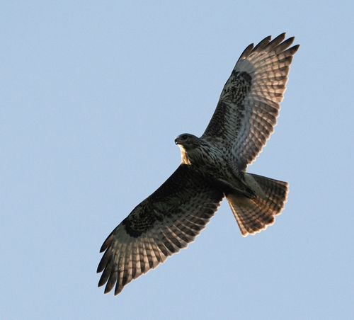 Common Buzzard