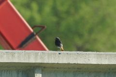 Phoenicurus ochruros gibraltariensis