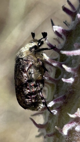 Bumble Flower Beetle