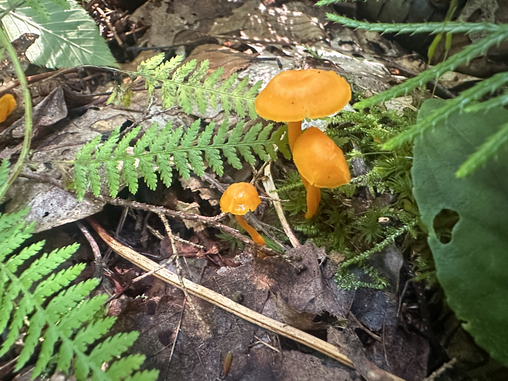 orange gilled waxcap · September 2026 · photo: Photo: (c) Richard Jacob, some rights reserved (CC BY) · iNaturalist
