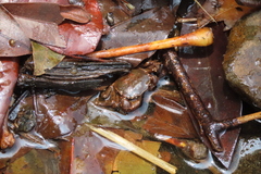 Image of Avotrichodactylus constrictus