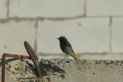 Phoenicurus ochruros gibraltariensis