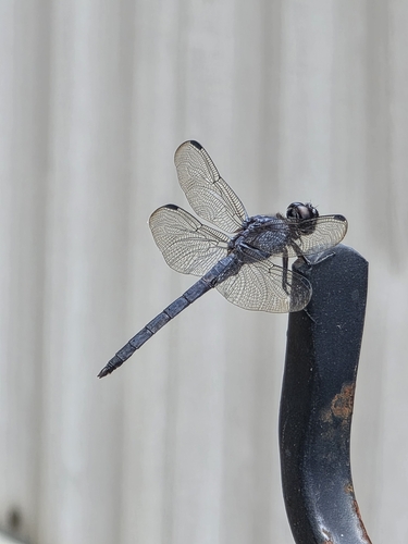 Slaty Skimmer