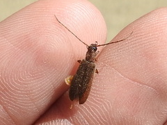 Sparedrus aspersus