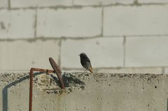 Phoenicurus ochruros gibraltariensis