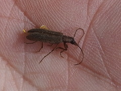 Sparedrus aspersus