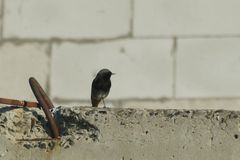 Phoenicurus ochruros gibraltariensis