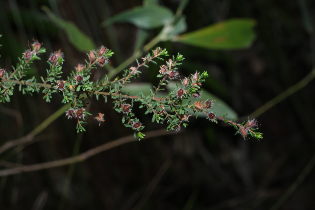 Pultenaea villosa; photograph (c) Greg Tasney, some rights reserved (CC BY-SA)