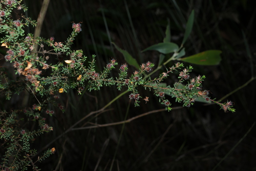 Pultenaea villosa, photograph 3
