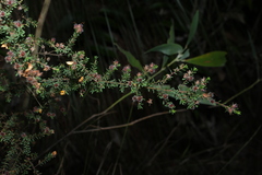 (c) Greg Tasney, some rights reserved (CC BY-SA) Pultenaea villosa, photograph (c) Greg Tasney, some rights reserved (CC BY-SA)