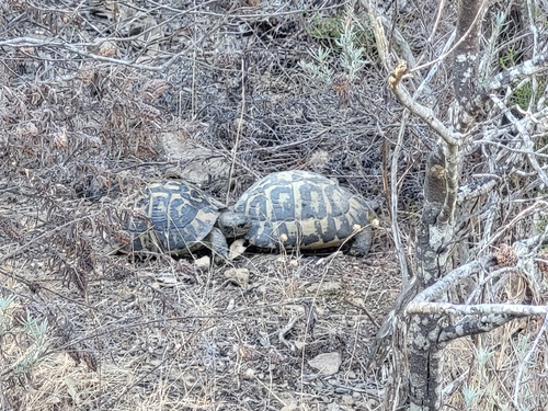 Hermann's Tortoise