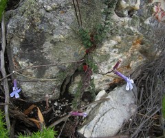 Lobelia dichroma