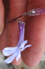 Lobelia dichroma