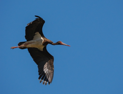 Black Stork