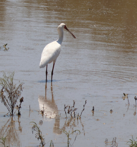 iNaturalist image