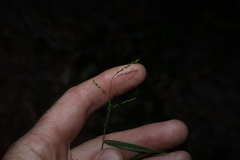 Ottochloa gracillima, photograph (c) Greg Tasney, some rights reserved (CC BY-SA)