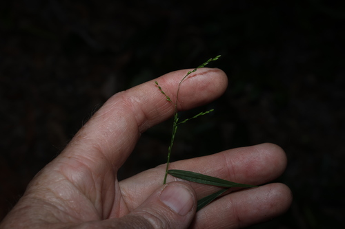 Ottochloa gracillima