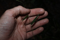 Ottochloa gracillima, photograph (c) Greg Tasney, some rights reserved (CC BY-SA)