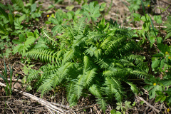 Pedicularis incarnata