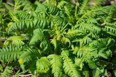 Pedicularis incarnata