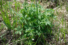 Potentilla chrysantha