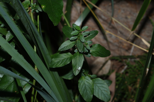 Dyschoriste nagchana