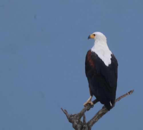 iNaturalist image