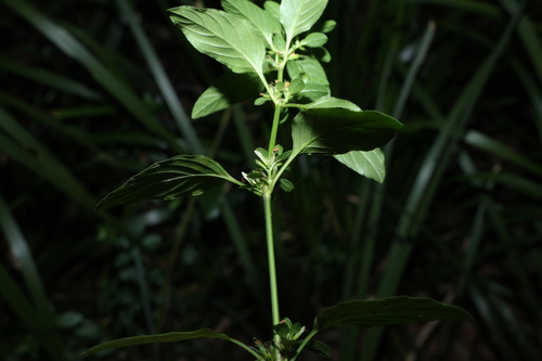 Dyschoriste nagchana, photograph 2