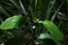 Dyschoriste nagchana, photograph (c) Greg Tasney, some rights reserved (CC BY-SA)