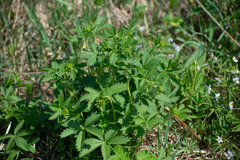 Potentilla chrysantha