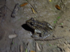 Leptodactylus macrosternum