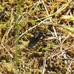 Dasypogon