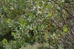 Baccharis tricuneata