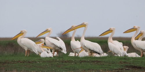 iNaturalist: (c) dragos_plaesu, some rights reserved (CC BY-NC), uploaded by dragos_plaesu iNaturalist image