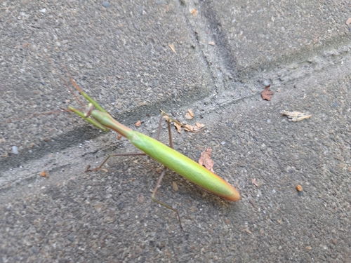 European Mantis