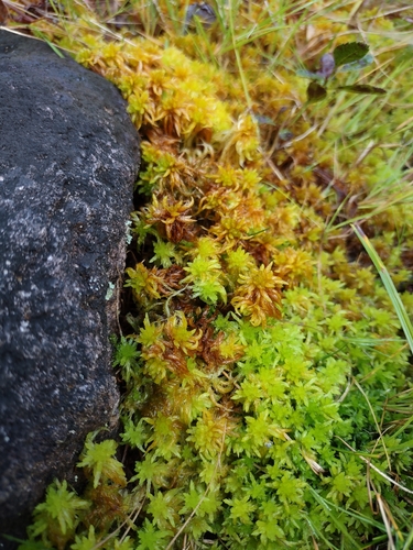 Sphagnum lescurii observed 2026-09-05