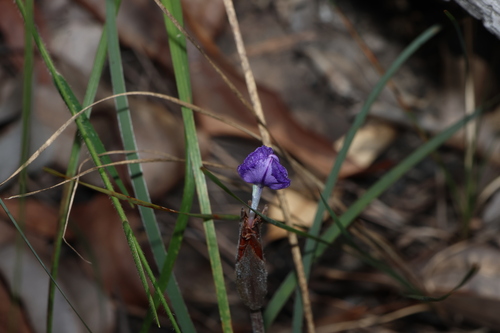 Patersonia sericea, photograph 4