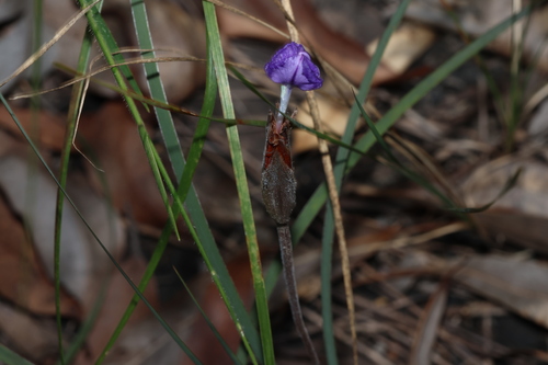 Patersonia sericea, photograph 5
