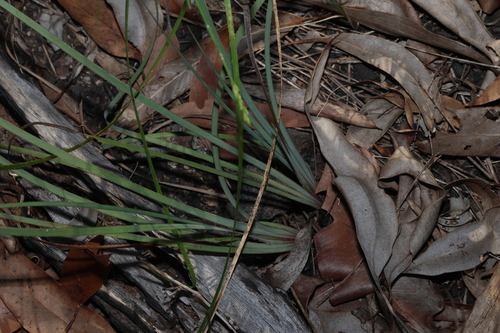 Patersonia sericea, photograph 6
